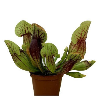SARRACENIA