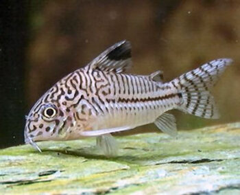 CORYDORA LEOPARDO, 2.5 - 3 CM