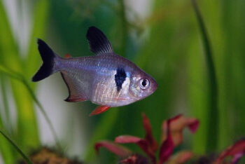 TETRA FANTASMA NEGRO, S