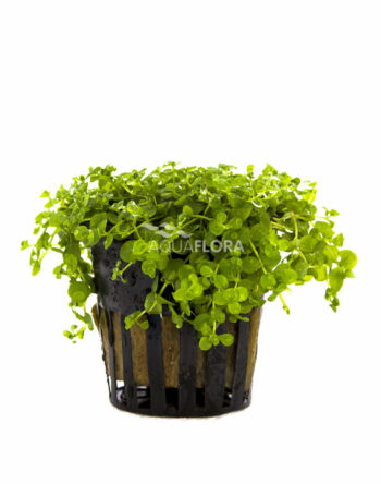 MICRANTHEMUM SPECIES 'MONTE CARLO'