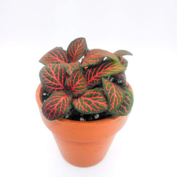 FITTONIA 'RED'