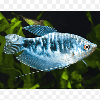 GOURAMI AZUL SERPENTE, 5 - 6 CM