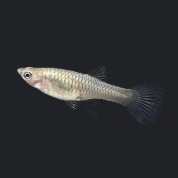 GUPPY FÊMEA ENDLER