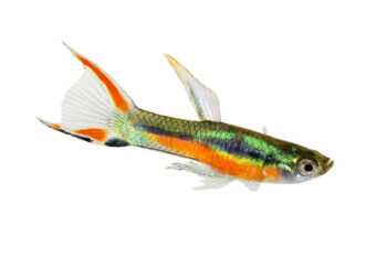 GUPPY MACHO ENDLER, 1.5 - 2 CM