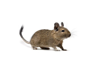 DEGU