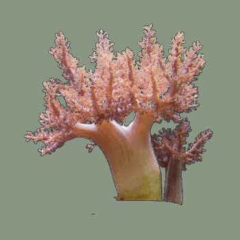 CAPNELLA IMBRICATA, 15 CM