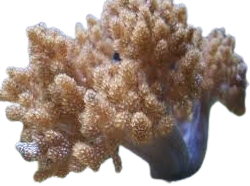 CAPNELLA IMBRICATA, 20 - 30 CM