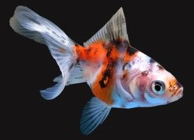 ORANDA SURTIDO, 4 - 5 CM