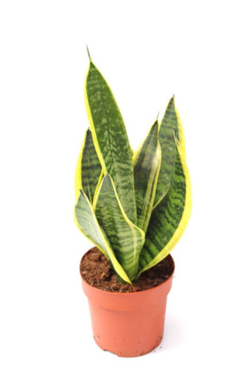 SANSEVIERIA TRIFASCIATA LAURENTII