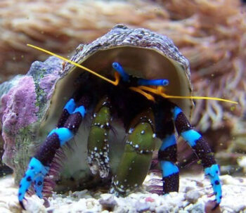 CARANGUEJO EREMITA DE PATAS AZUIS, 1 - 2 CM