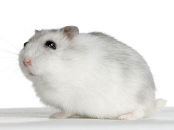 HAMSTER ANÃO BRANCO