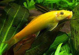 COMEDOR DE ALGAS CHINÊS DOURADO, 2.5 - 3 CM