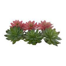 Planta Terrário Echeveria 2 - 14 x 13 x 9 cm - Sortido