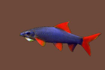 TUBARÃO LABEO FRENATUS, 3 - 4 CM