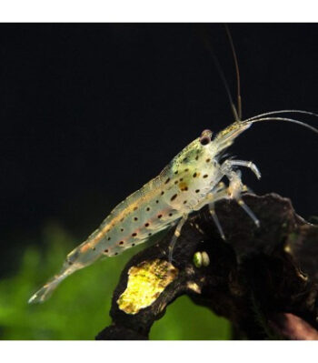 CAMARÃO CARIDINA JAPONICA
