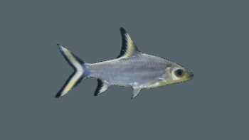 TUBARÃO BALA, 5 - 6 CM