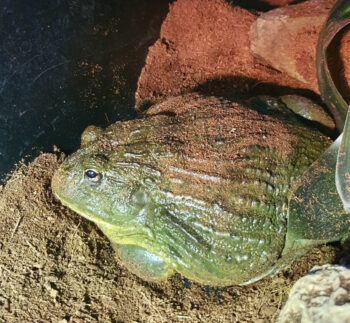 RÃ TOURO AFRICANA (ADULTO)