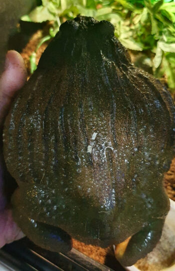 RÃ TOURO AFRICANA (ADULTO)