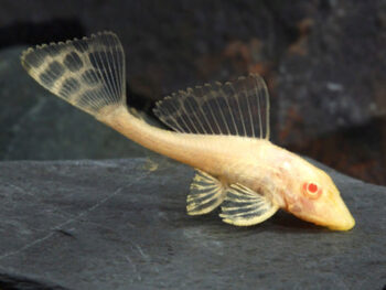 PEIXE GATO COMUM GOLD (PLECO)