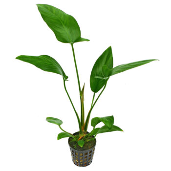 ANUBIAS HASTIFOLIA