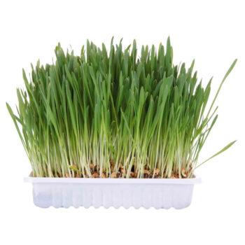 ERVA GATEIRA C/ TABULEIRO - 100 GR