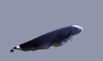 PEIXE FACA FANTASMA NEGRO, 5 - 6 CM