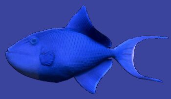 PEIXE PORCO, 5 - 8 CM