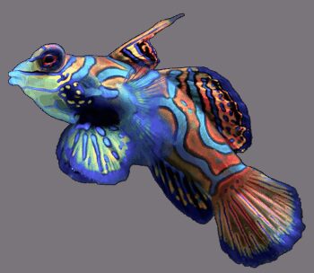 PEIXE MANDARIM, 3 - 4 CM