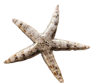 ESTRELA DA AREIA, 6 - 10 CM