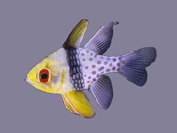 CARDINAL PIJAMA, 3 - 4 CM