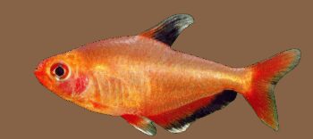 TETRA FANTASMA VERMELHO, 1 - 2 CM