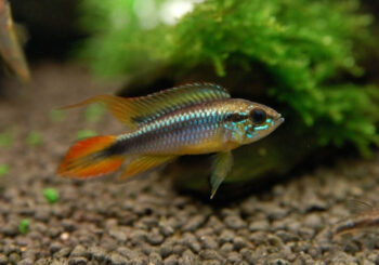 CICLÍDEO ANÃO AGASSIZI, 4 - 5cm