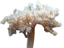 CAPNELLA IMBRICATA, 10 CM
