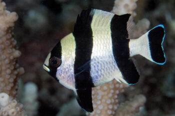 DONZELA DE CAUDA PRETA, 3 - 4 CM