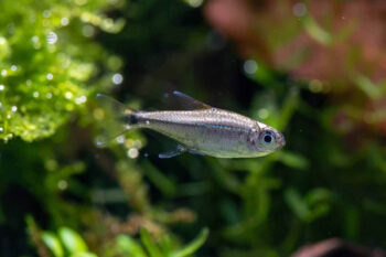 TETRA DOURADO, 2 - 3 CM