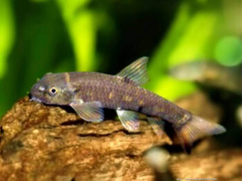 PEIXE MÉDICO, 2 - 3 CM