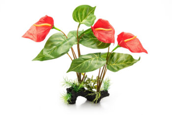PLANTA DE PÉ, ANTHURIUM ROUGE, 32 CM