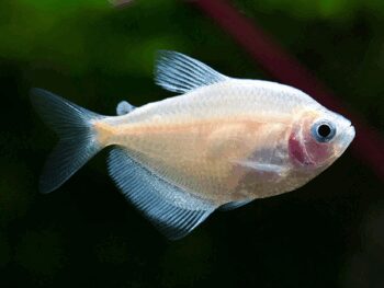 TETRA VIÚVA DOURADA, 3 - 3.5 CM