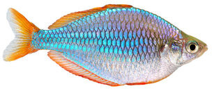 PEIXE ARCO-ÍRIS ANÃO, 3 cm