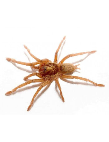 TARÂNTULA TRINIDADE DOURADA, 1 CM