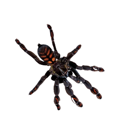 TARÂNTULA SUNTIGER, 1.5 CM