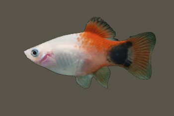 PLATY MICKEY MOUSE, 2 - 2.5 CM