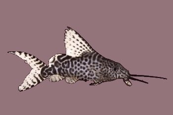 PEIXE GATO INVERTIDO, 5-6 CM