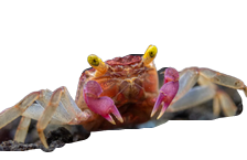 CARANGUEJO VAMPIRE WHITE