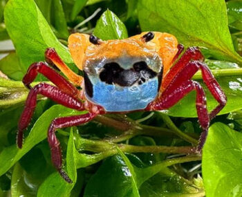 CARANGUEJO TRICOLOR DO BORNEO