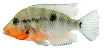 CICLÍDEO BOCA DE FOGO, 3-4 cm