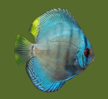 DISCO 'COBALTO', 4-5 CM