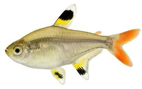 TETRA PRISTELA, 2 - 2.5 CM