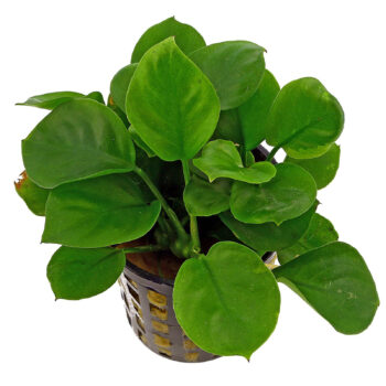 ANUBIAS BARTERI COIN LEAF