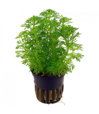 LIMNOPHILA SESSIFLORA